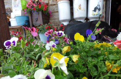 Cosges Bed & Breakfast | les pivoines