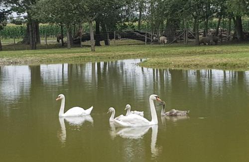 Saint-Quentin-en-Tourmont House | les portes des Froises