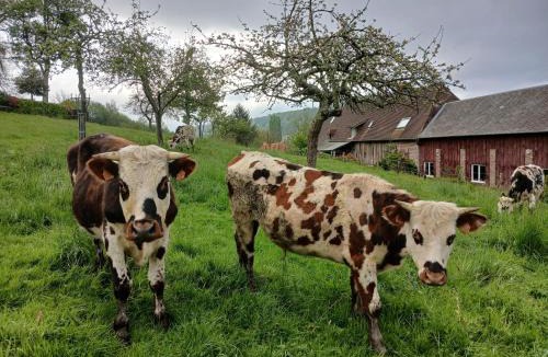 Courtonne-la-Meurdrac Bed & Breakfast | Les Prés Rousselins en Pays d'Auge
