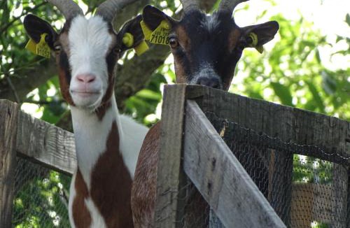 Bragny-sur-Saone Apartment | les Quatre Vents