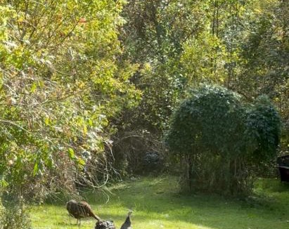 Hamilton House | Licensed-8 Acre Estate, Trail & Stream with 3 Beds