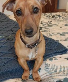 Castlemaine House | Lilydale Lodge - Shared