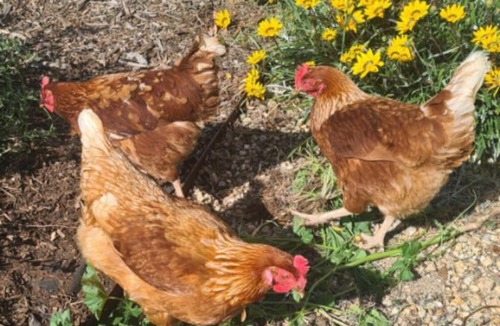 Castlemaine House | Lilydale Lodge - Shared