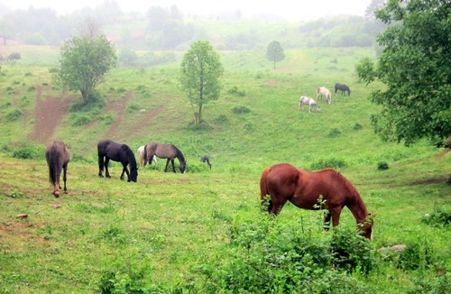 Velika Plana Apartment | Linden Tree Retreat & Ranch