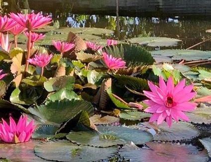 Airmadidi House | Liontree Villa