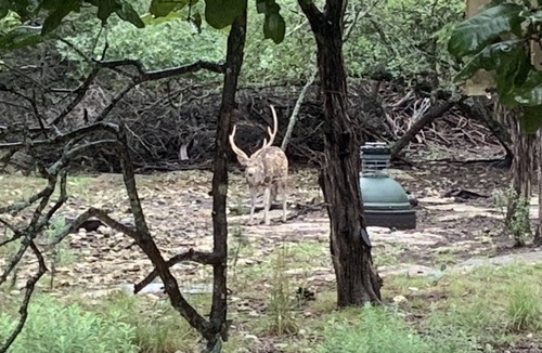 Blanco Cabin | Little Blanco Cabin Hill Country Hideaway