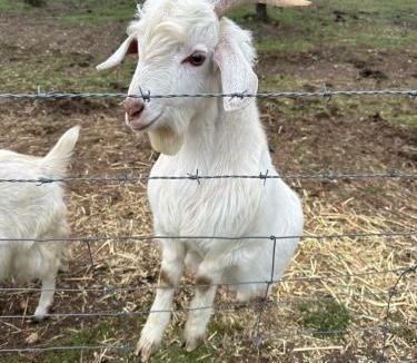 Norton Summit House | Little creek farm stay