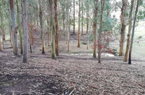 Feilding Cabin | Little Forest Cabins overnight accommodation. No. 1