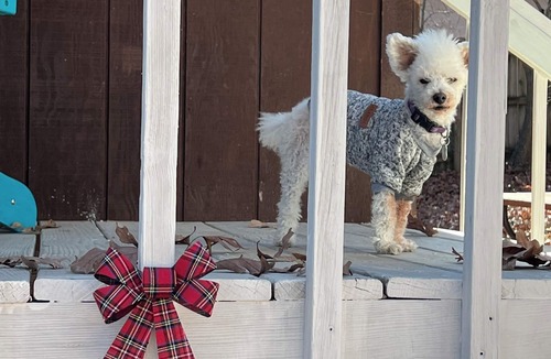 Branson Cabin | Little Owl Cabin #10 - Sleeps 6. Resort Pool&Spa, Fire Pit. SDC 1 mi. Dogs ok!