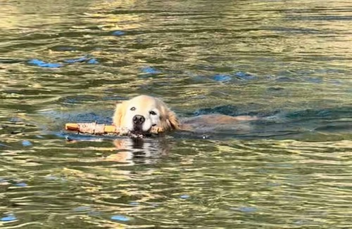 Sunnyside Cottage | Little Rock Cabin Tahoe City- Hot Tub, Pet Friendly, 1/2 mile walk to Lake Tahoe
