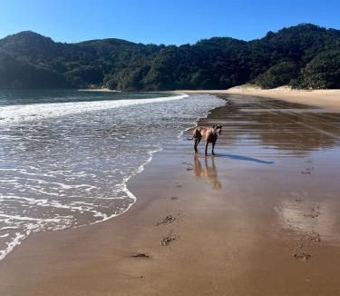 Waikawau House | Little Sister