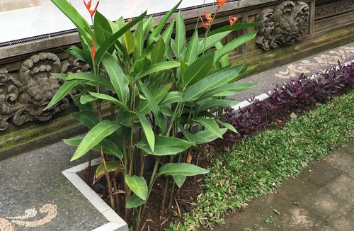 Samplangan Bed & Breakfast | Local Family House