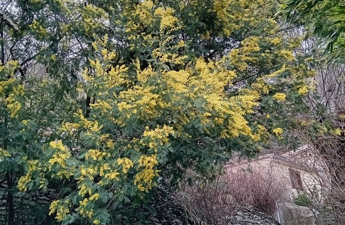 Chambon Other | Location le Tilleul