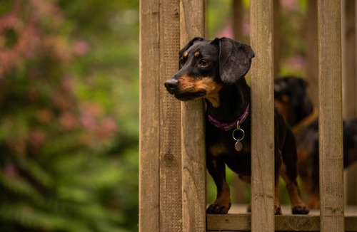 Corfe Castle House | Lodge 16