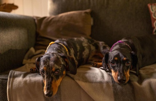 Corfe Castle House | Lodge 16