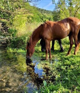 La Bonneville-sur-Iton House | Lodge pleine nature