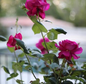 Avignon Other | Lodges & Nature - 71