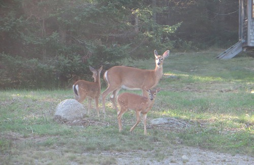 Hancock Point Cabin | log cabin by the sea