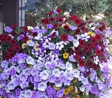 Pinedale Cabin | Log Cabin Motel