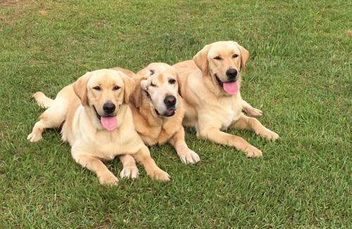 Yellville House | LOG HOME CANINE RETREAT with DOG ART COLLECTION