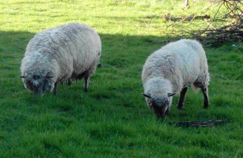 Bressuire Bed & Breakfast | Logis de Riparfonds