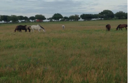 Sutherland Springs House | Lonesome Wind Ranchette: A South Texas retreat from the city