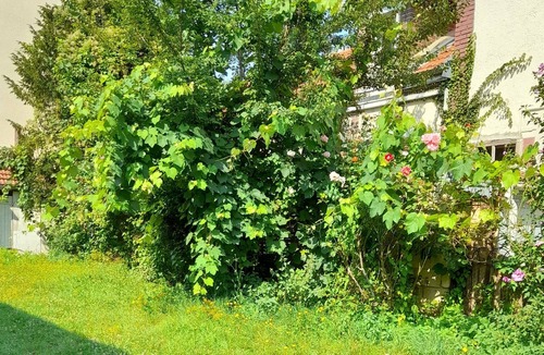 Romilly-sur-Seine Cottage | Lotus flowers 2