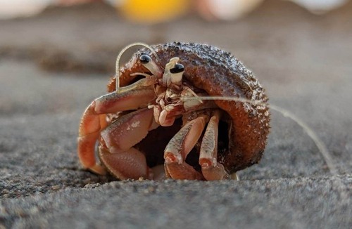 Grand Barachois Cottage | Lovely cottage with private beach access!