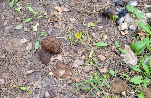 Schofields House | Lovely New 5 bedroom + Study/Back Yd