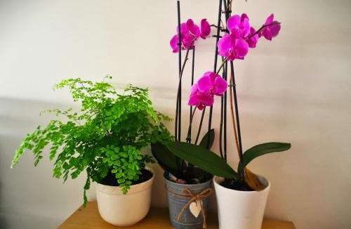 Sartrouville House | Lovely Paris