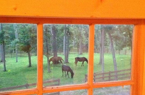Broadway Apartment | Lower Rates Dec 1-March Mountain View’s, Friendly Animals and Fun by the Pond
