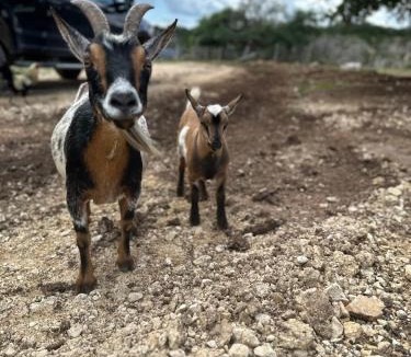 Bandera House | Lucky Star Ranch - Starlight