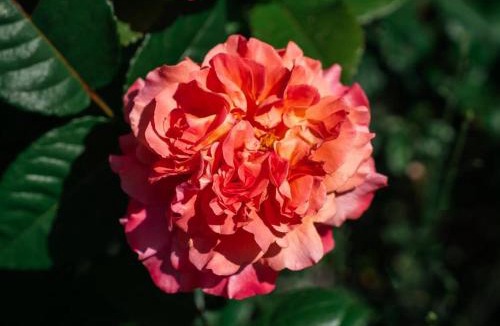 Lusigny-sur-Barse Bed & Breakfast | Lunidor