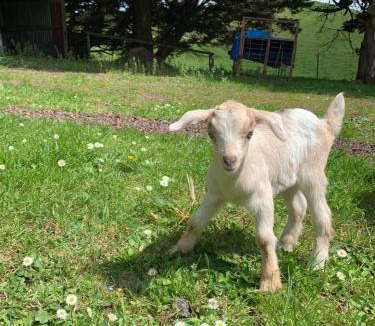 Korumburra House | Lush rural retreat