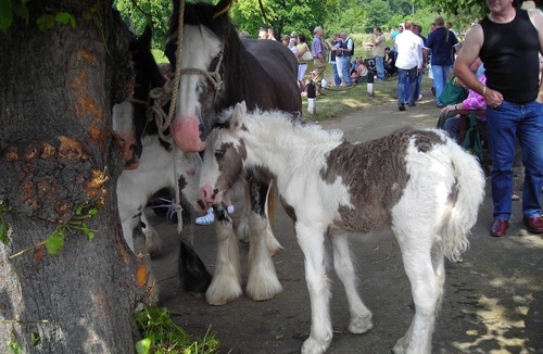 Appleby-in-Westmorland House | Luxury Barn Conversion - Orchard View