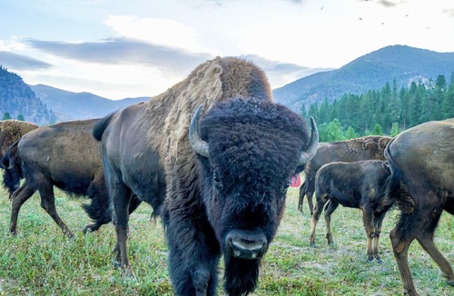 Alberton Cabin | Luxury Cabin