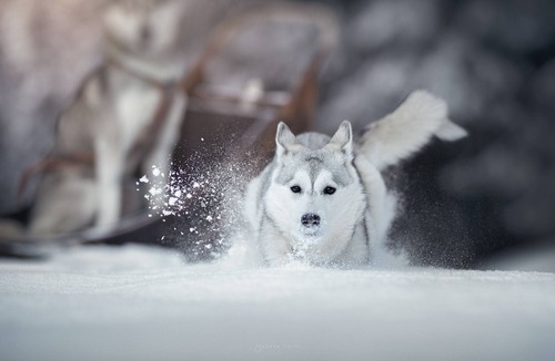 Morgins Ski Chalet | Luxury & Romantik Husky Chalet, ski in & out