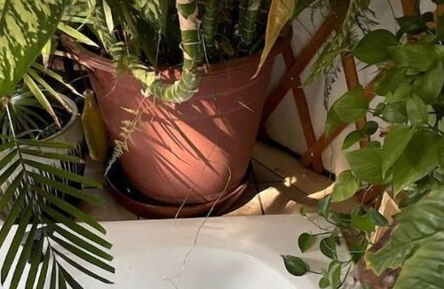 Cottage Grove Cottage | Luxury Yurt - Easy to get to off I5