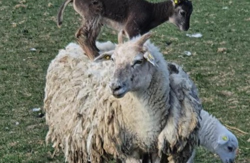 Faaborg Bed & Breakfast | Lysbjerg