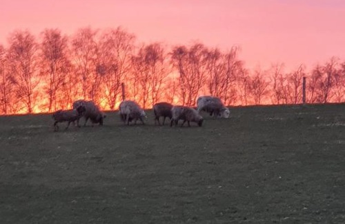 Faaborg Bed & Breakfast | Lysbjerg