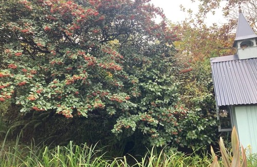 Bude Cabin | Magical Tabernacle In a Beautiful Setting Hot Tub