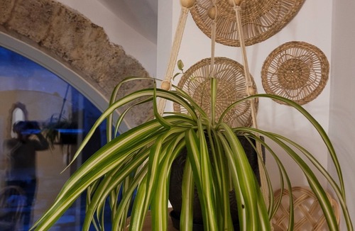 Congenies Bed & Breakfast | Magnificent Duplex apartment: balneo, spa, swimming pool