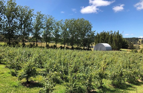 Mangapai Cabin | Mahake Blueberry Farm Stay