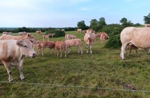 La Verrie House | Maison 6-8 personnes à 12km du Puy du Fou