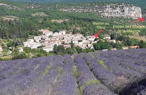 Antonaves House | Maison au tilleul