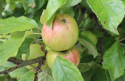 Chatignac House | Maison d'Hôtes l'Oasis