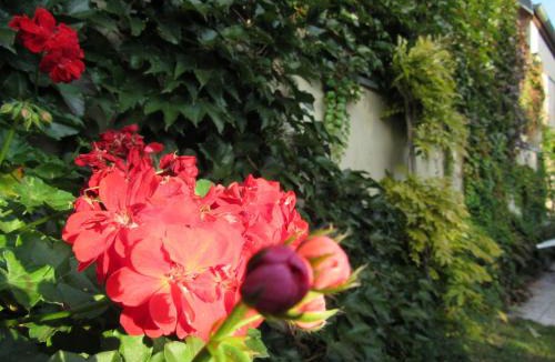 Donnenheim House | Maison d'hôtes La Ferme Pierre*