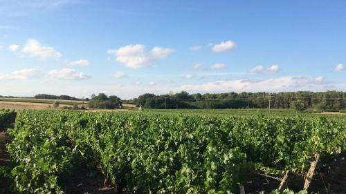 Saint-Georges-sur-Cher House | Maison dans les vignes - proche Chenonceau Beauval
