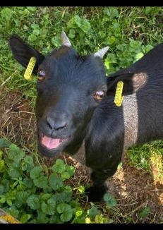 Auxonne House | Maison de la forêt