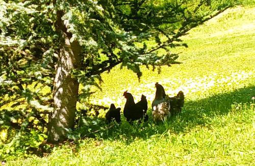 Theize Bed & Breakfast | Maison et table d'hôtes du Vert Vallon